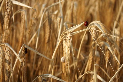 cultivateurs bl orge charente