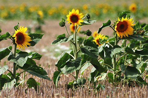 le tournesol, plante dicotyldone asteraceae