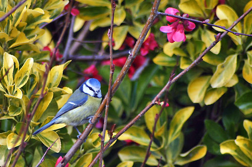 passereau parids photo de msange bleue cyanistes caeruleus