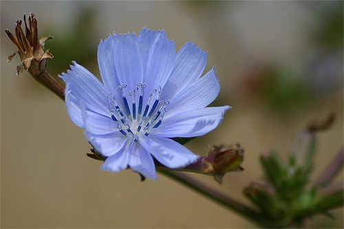 petite fleur sidney bechet